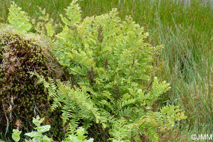 Osmunda regalis