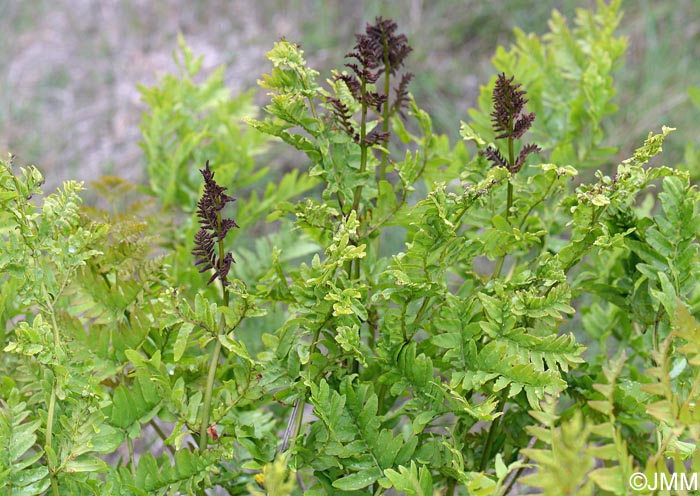 Osmunda regalis