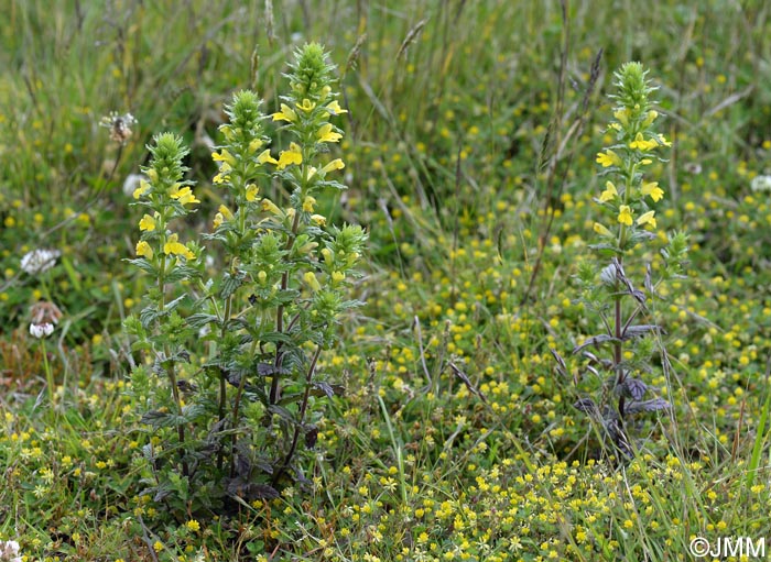 Parentucellia viscosa