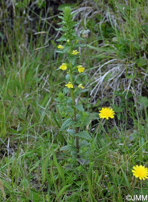 Parentucellia viscosa