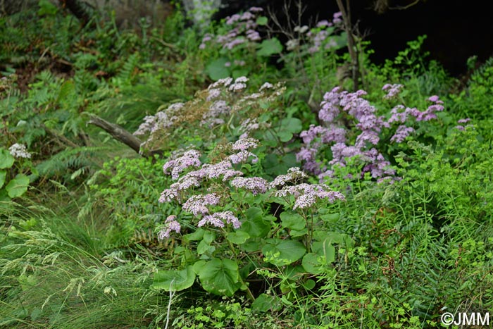 Pericallis malvifolia