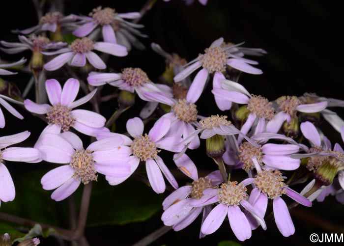 Pericallis malvifolia