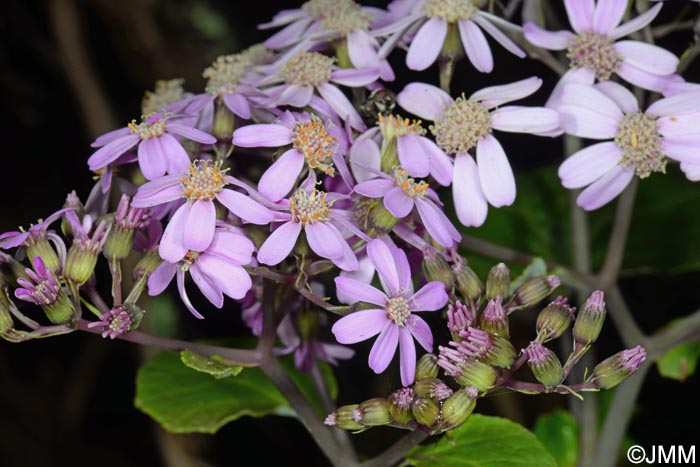 Pericallis malvifolia