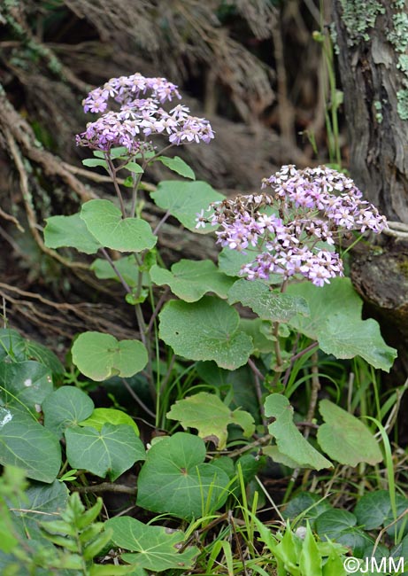 Pericallis malvifolia