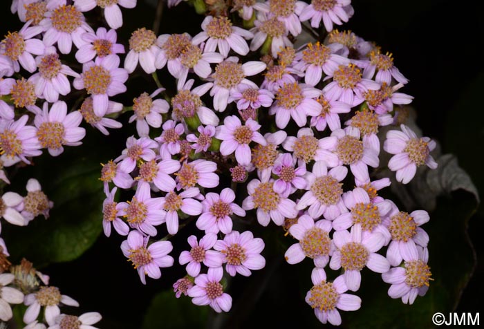 Pericallis malvifolia