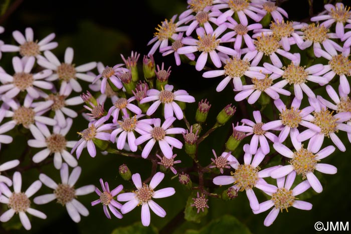 Pericallis malvifolia