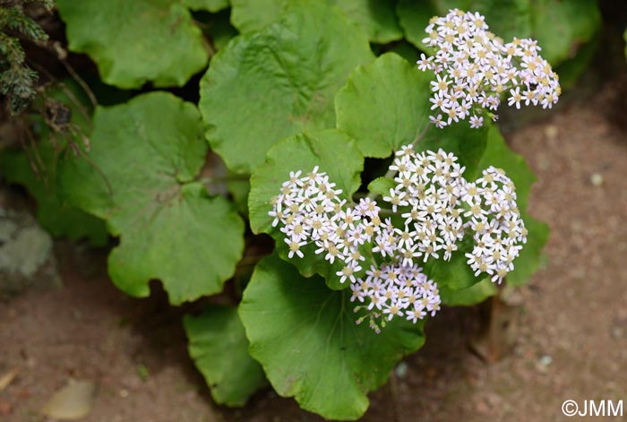 Pericallis malvifolia