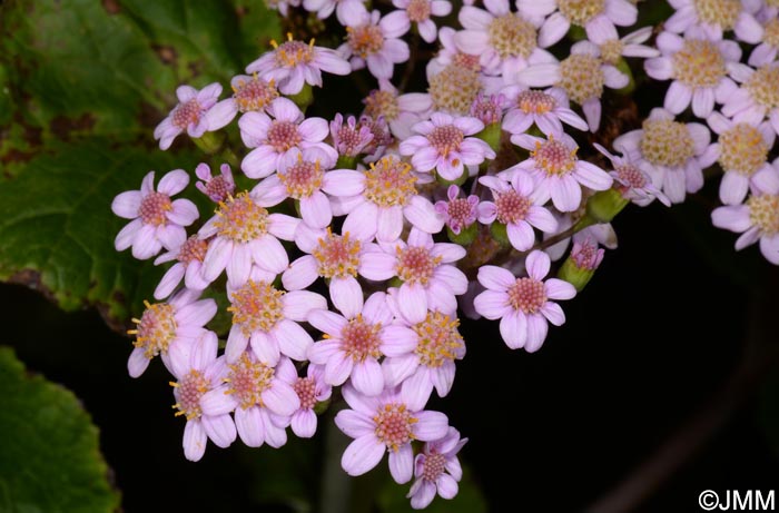 Pericallis malvifolia