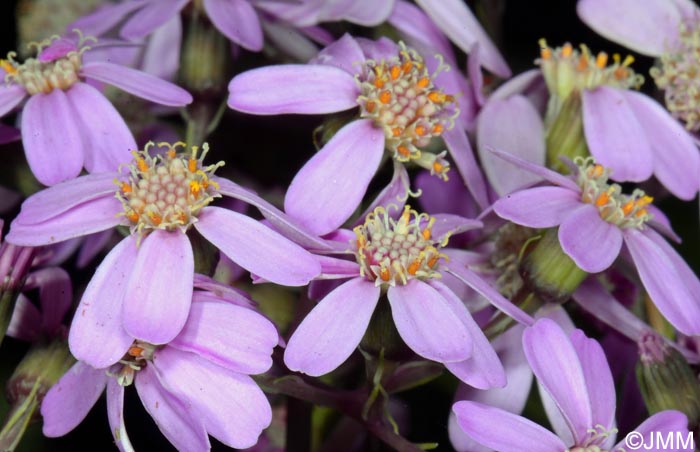 Pericallis malvifolia