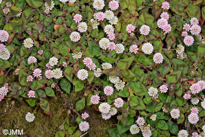 Persicaria capitata