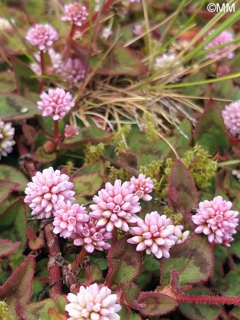 Persicaria capitata