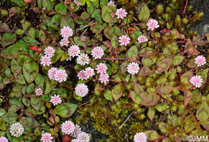 Persicaria capitata