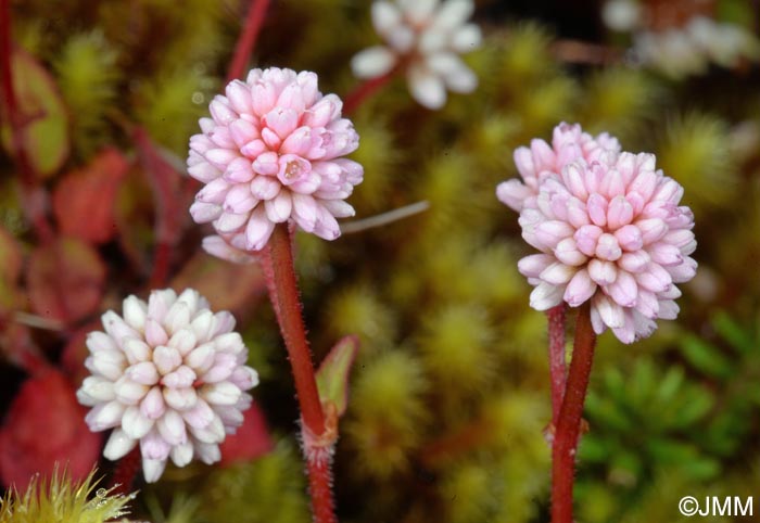 Persicaria capitata