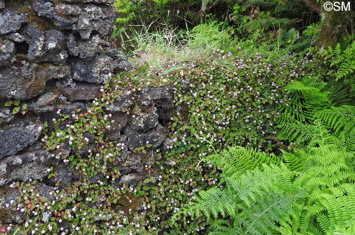 Persicaria capitata & Pteridium aquilinum