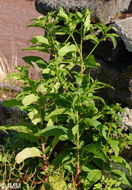 Phytolacca americana