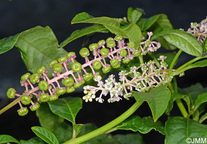 Phytolacca americana