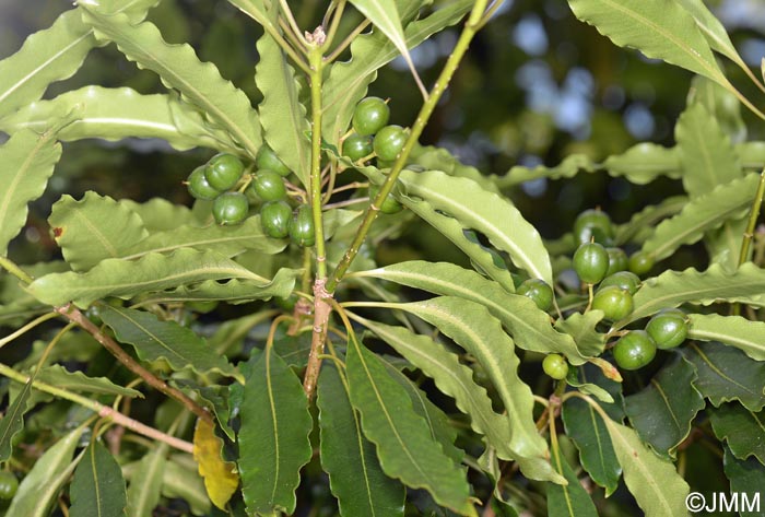 Pittosporum undulatum