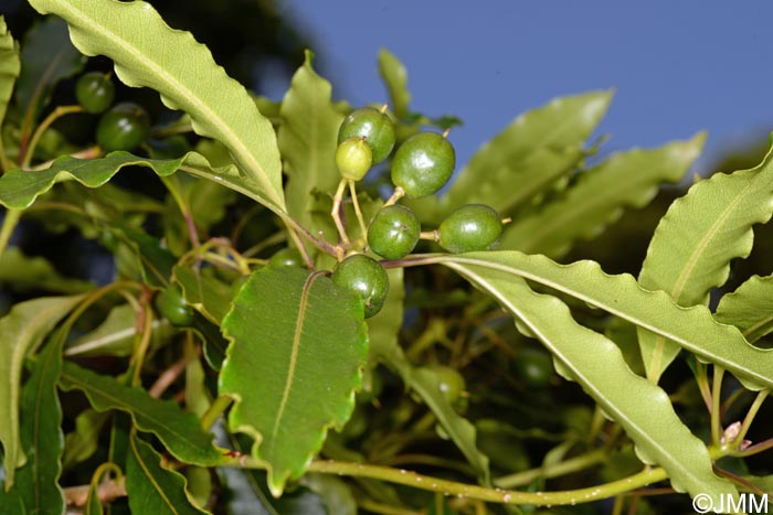 Pittosporum undulatum