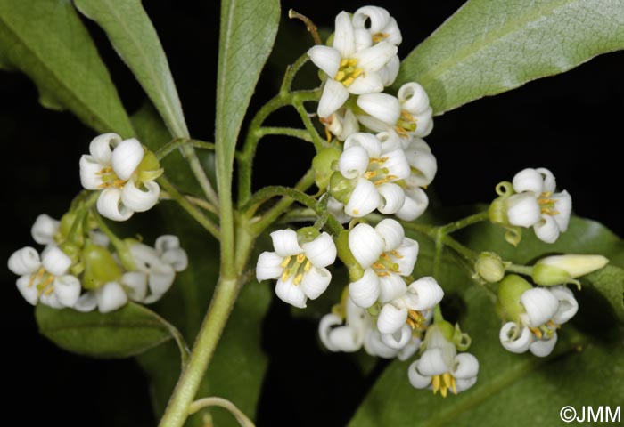 Pittosporum undulatum