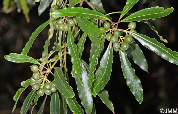 Pittosporum undulatum