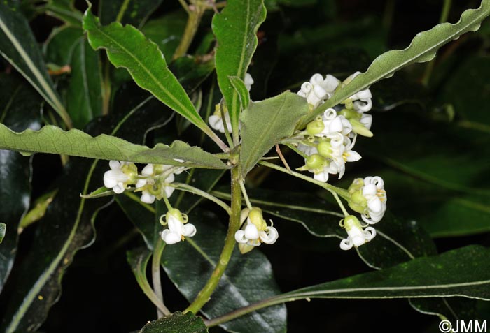 Pittosporum undulatum