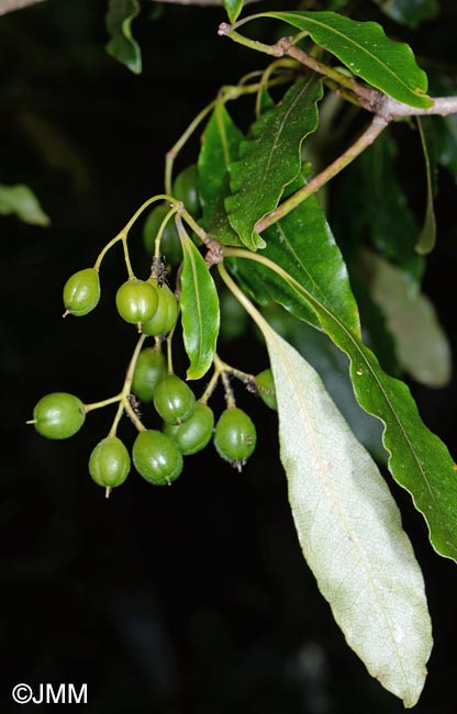 Pittosporum undulatum