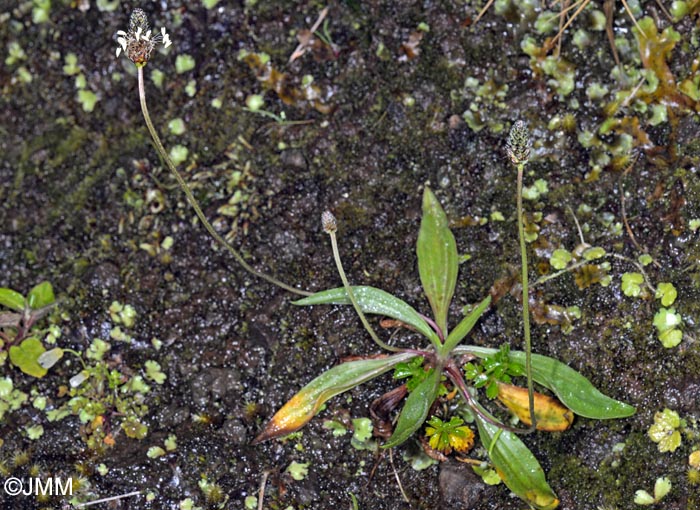 Plantago lanceolata