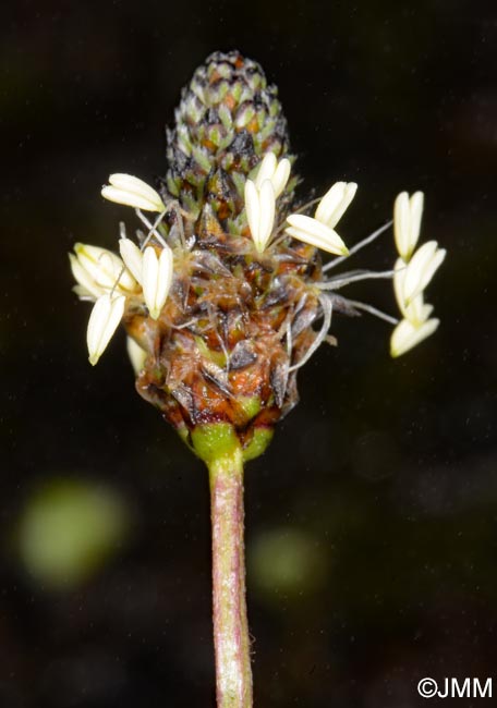 Plantago lanceolata