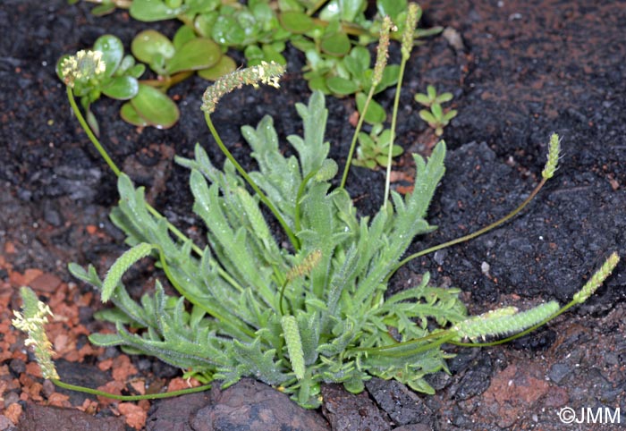 Plantago macrorhiza