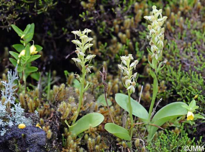 Platanthera azorica