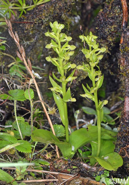 Platanthera azorica