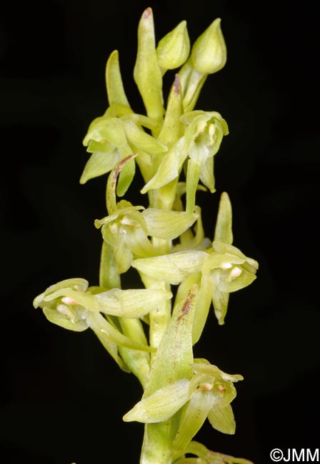 Platanthera azorica