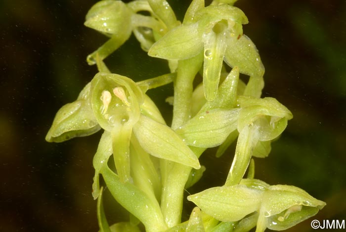 Platanthera azorica