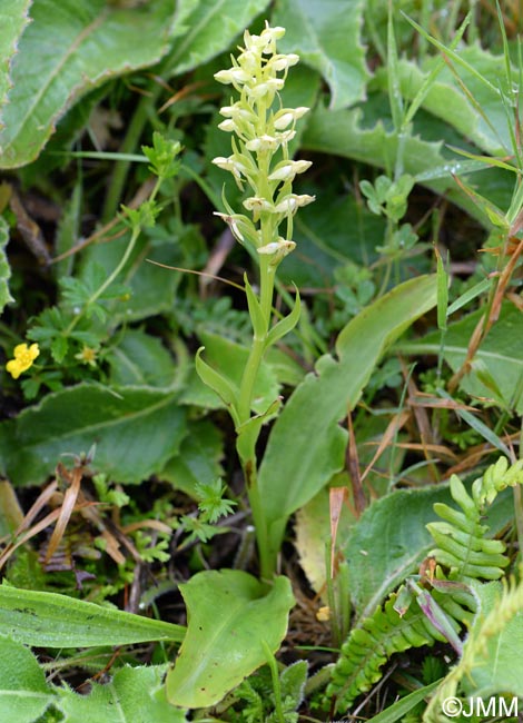 Platanthera azorica