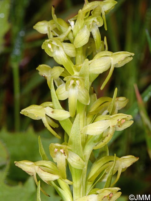 Platanthera azorica