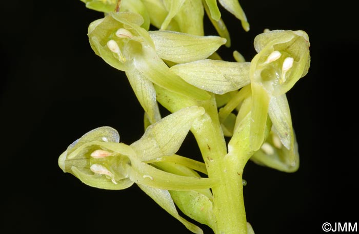 Platanthera azorica