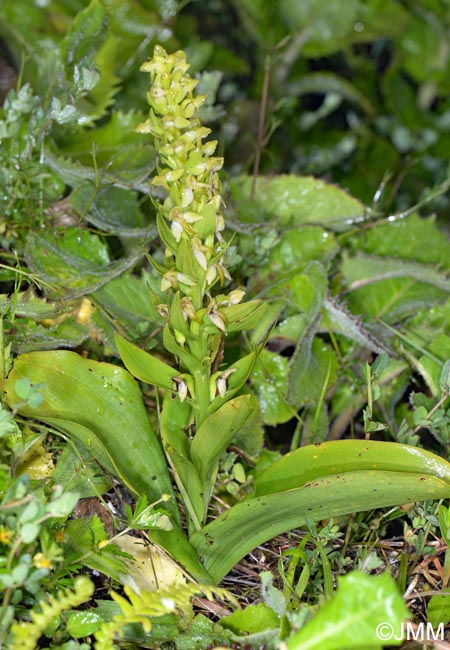 Platanthera azorica