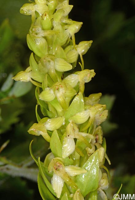 Platanthera azorica