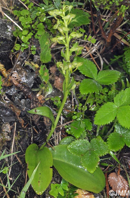 Platanthera azorica