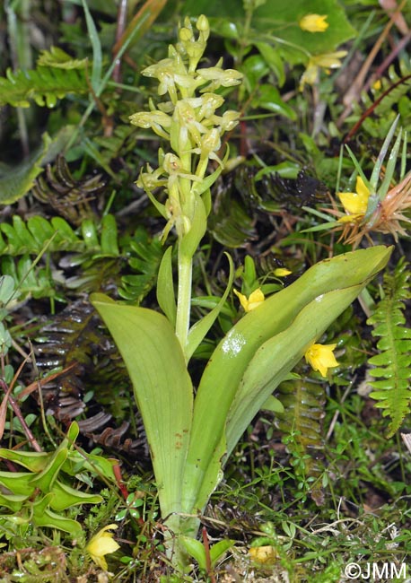 Platanthera azorica