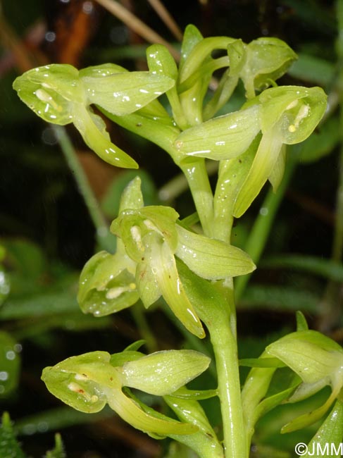 Platanthera azorica