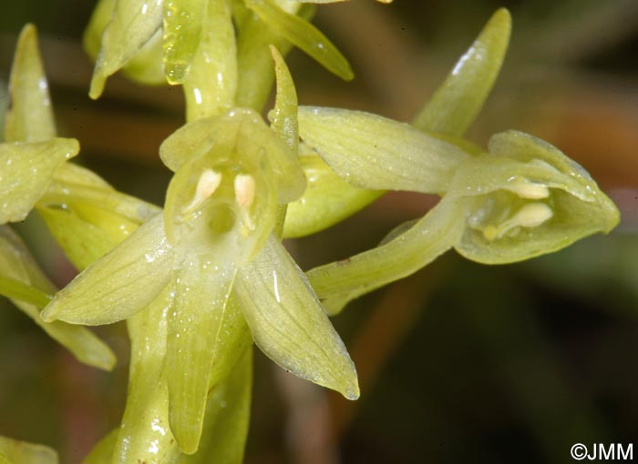 Platanthera azorica