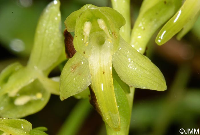 Platanthera azorica