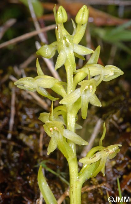 Platanthera azorica