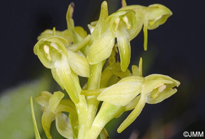 Platanthera azorica