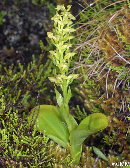 Platanthera azorica