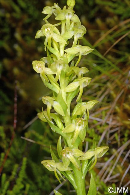 Platanthera azorica