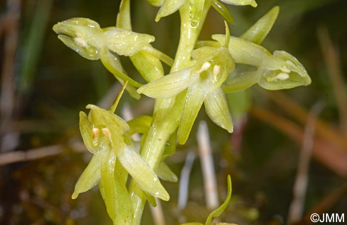 Platanthera azorica