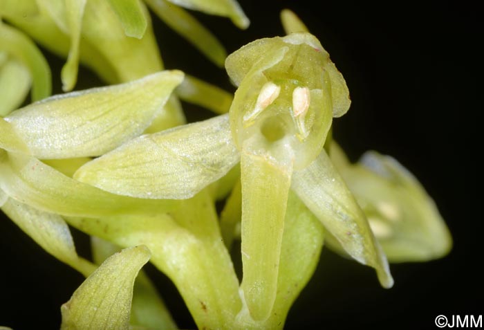 Platanthera azorica