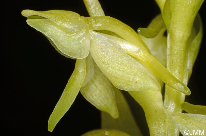 Platanthera azorica